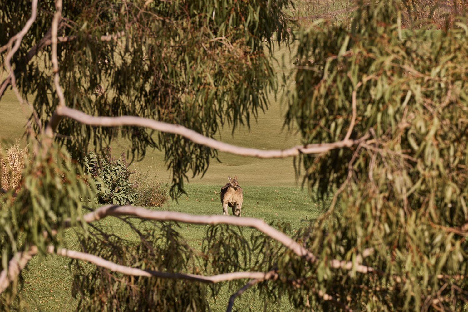 Yarra Valley Lodge Wonga Park Экстерьер фото